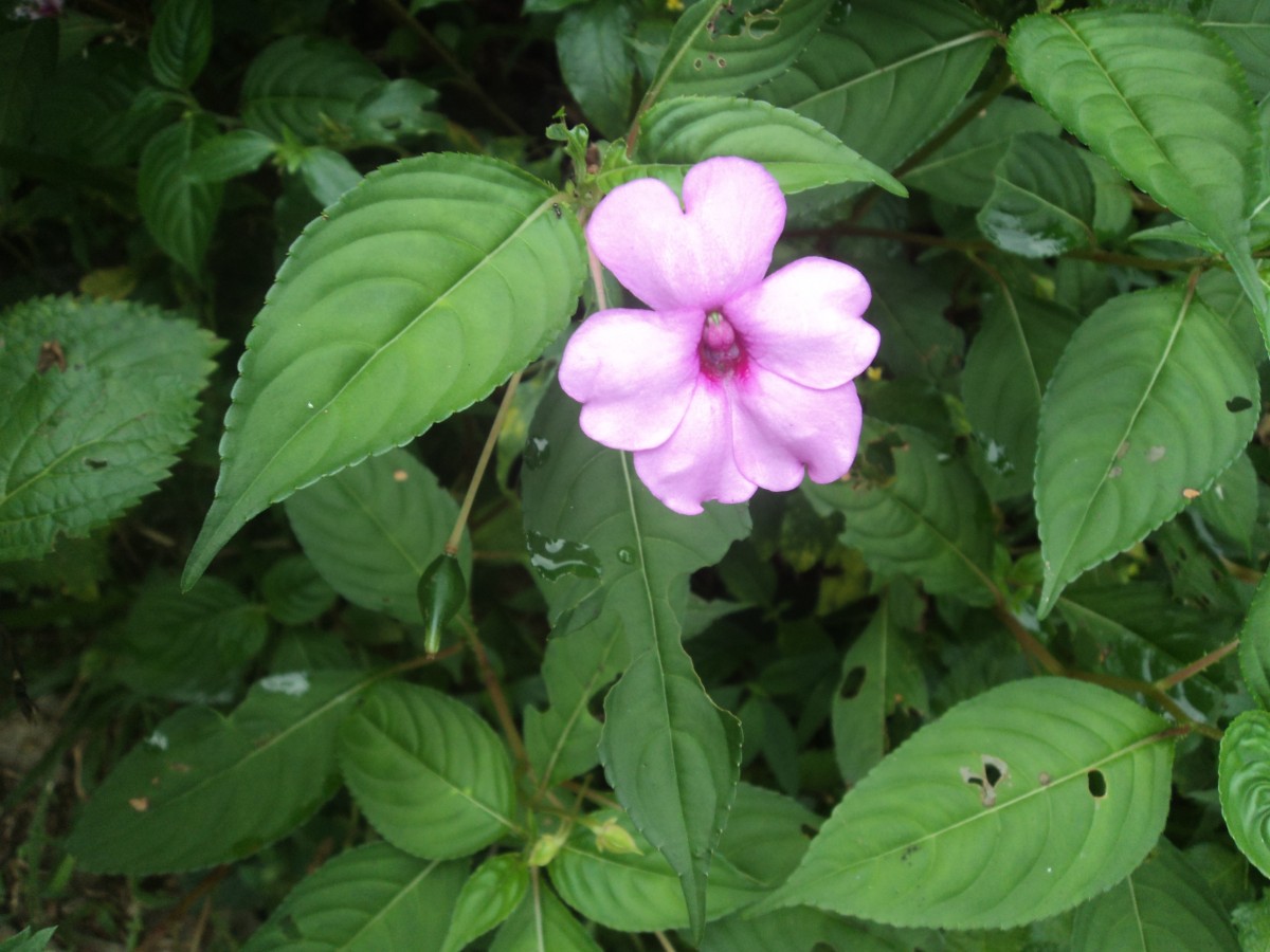 Impatiens flaccida Arn.